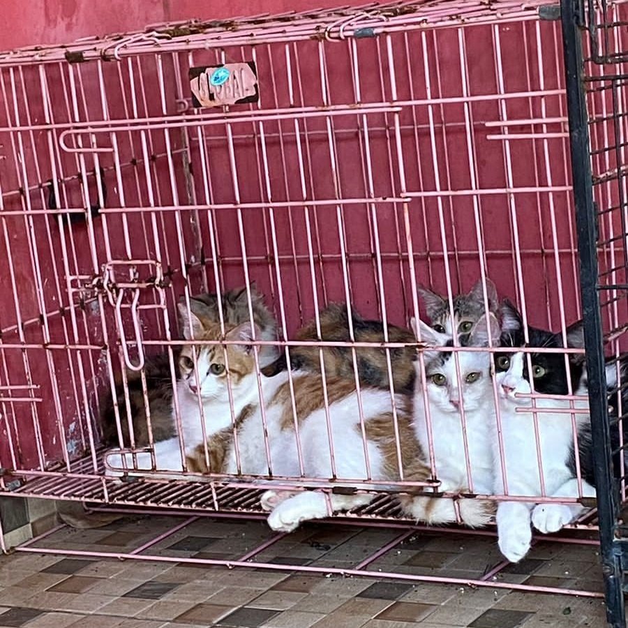 biy0a's tweet photo. kucing orang lucu banget https://t.co/LVl9ZEFngf