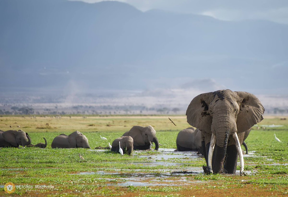 budgetholidaysafaris.com/5-day-kenya-lo…
WhatsApp: +254799407358
Email Us: info@budgetholidaysafaris.com
#maasaimara #Kenya #tanzania #adventuretime