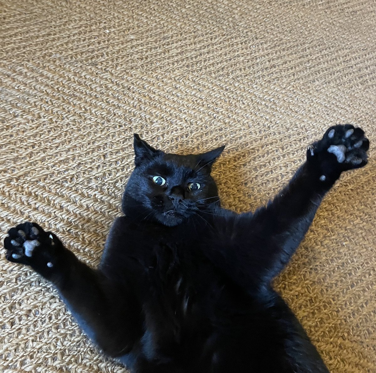 Tickle me tummy mummy… 😂 love her so much… 14 years since we adopted her from <a href="/CeliaHammond/">Celia Hammond</a> rescue… #Caturday