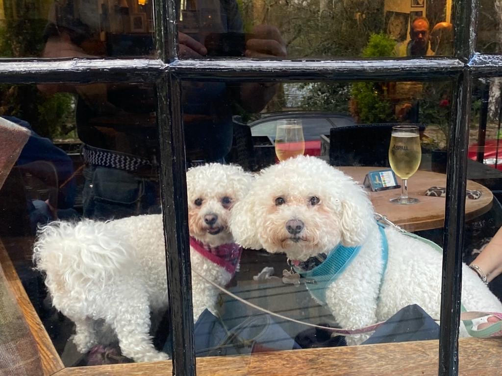 hammonster's tweet image. We are in one of our favourite places this weekend Stratford upon Avon. ⁦@StratfordLocal⁩ ⁦@Monty_Bichon⁩ ⁦@OtisBichon⁩ ⁦@jenny_bichon⁩ ⁦@OllyMister191⁩ ⁦@WalshKim⁩ ⁦@Paw_Palace⁩ #bichonsontour #bichonfrise