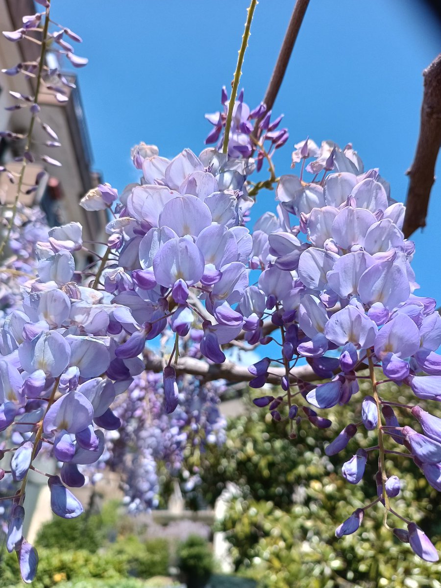 #earthday #earth #nature #flowers #wisteria #wisteriaflowers #spring #springflowers #springtime