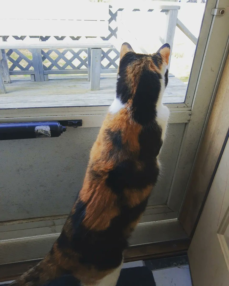 TamadoriC's tweet photo. Let me out of here! 😹
#tamadoricollection #calicocat #calicocats #catlover #catsofboston #catsofamerica #calicoville #catsofinstagram #cat #cats #catsagram #catstagram #calicoswithcharisma #caturday https://t.co/BY70RFfIof