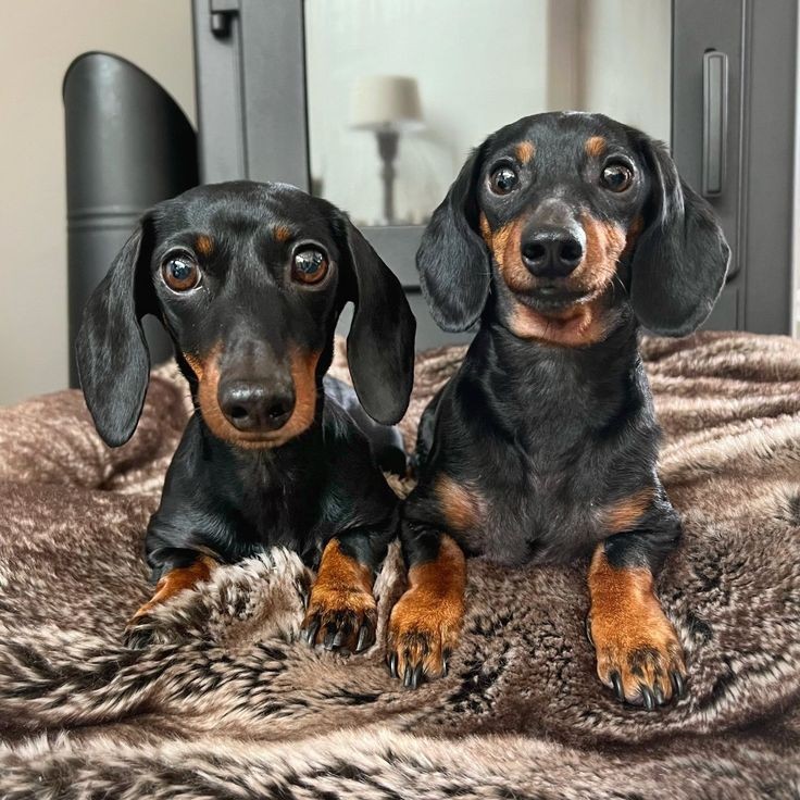Dachshund_Lover tweet media