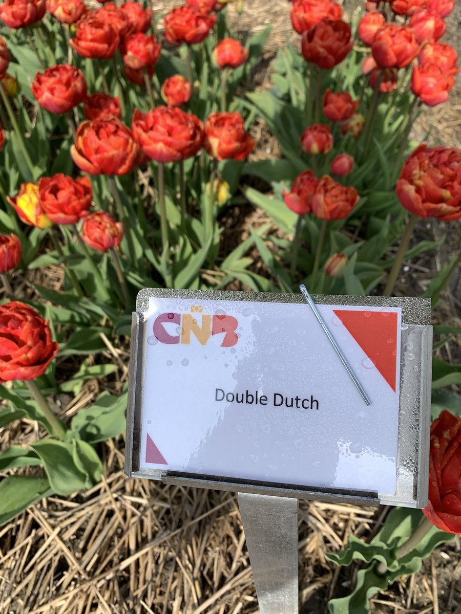 We reden vanmorgen de #TulpenRoute. Met ouderen uit #Nijestede. 
Dank aan #Present voor het organiseren. En dank aan Henk, Jantina, Marcel, Cor en Pieter Jan voor het rijden. #CUSWL