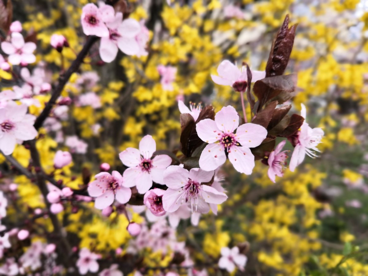 DaInPrag's tweet image. Die Natur erwacht