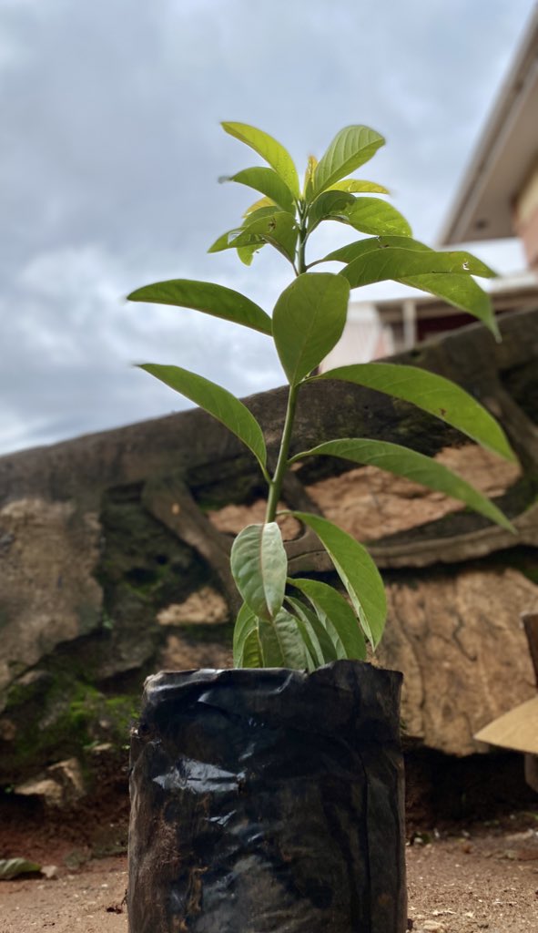 For this #EarthDay2023 and to celebrate my birthday🥳 , I have planted this avocado 🥑 tree as a reminder that #EveryDayIsEarthDay, and I vote we start investing in a secure climate future right now.
#InvestInOurPlanet