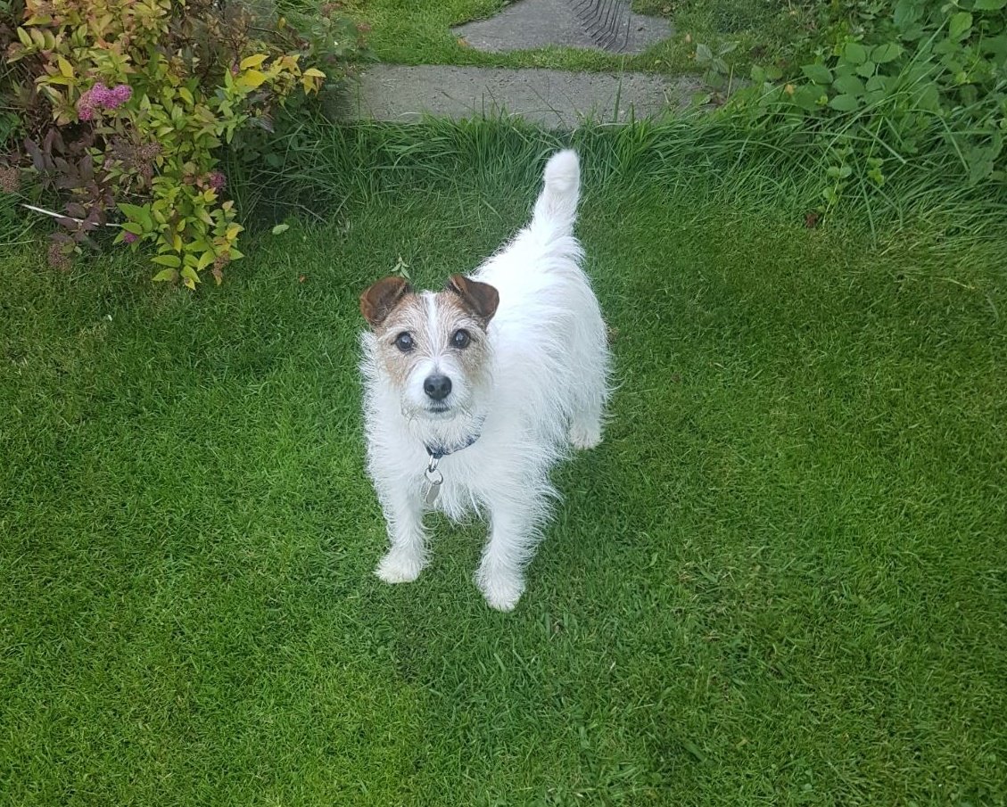 PaulPEsq's tweet photo. Said our final goodbye to this handsome fella this morning.
My heart is broken and full of thanks for the 15 years of joy he gave us.
Dylan 2008 - 2023 https://t.co/sm7VA9r27V