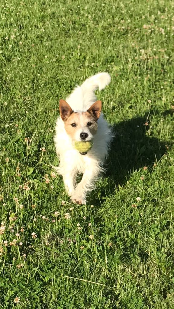 PaulPEsq's tweet photo. Said our final goodbye to this handsome fella this morning.
My heart is broken and full of thanks for the 15 years of joy he gave us.
Dylan 2008 - 2023 https://t.co/sm7VA9r27V