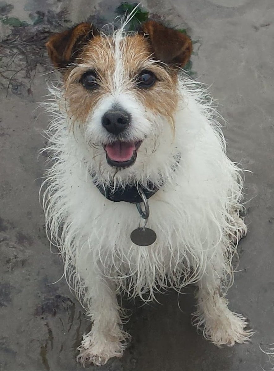 PaulPEsq's tweet photo. Said our final goodbye to this handsome fella this morning.
My heart is broken and full of thanks for the 15 years of joy he gave us.
Dylan 2008 - 2023 https://t.co/sm7VA9r27V