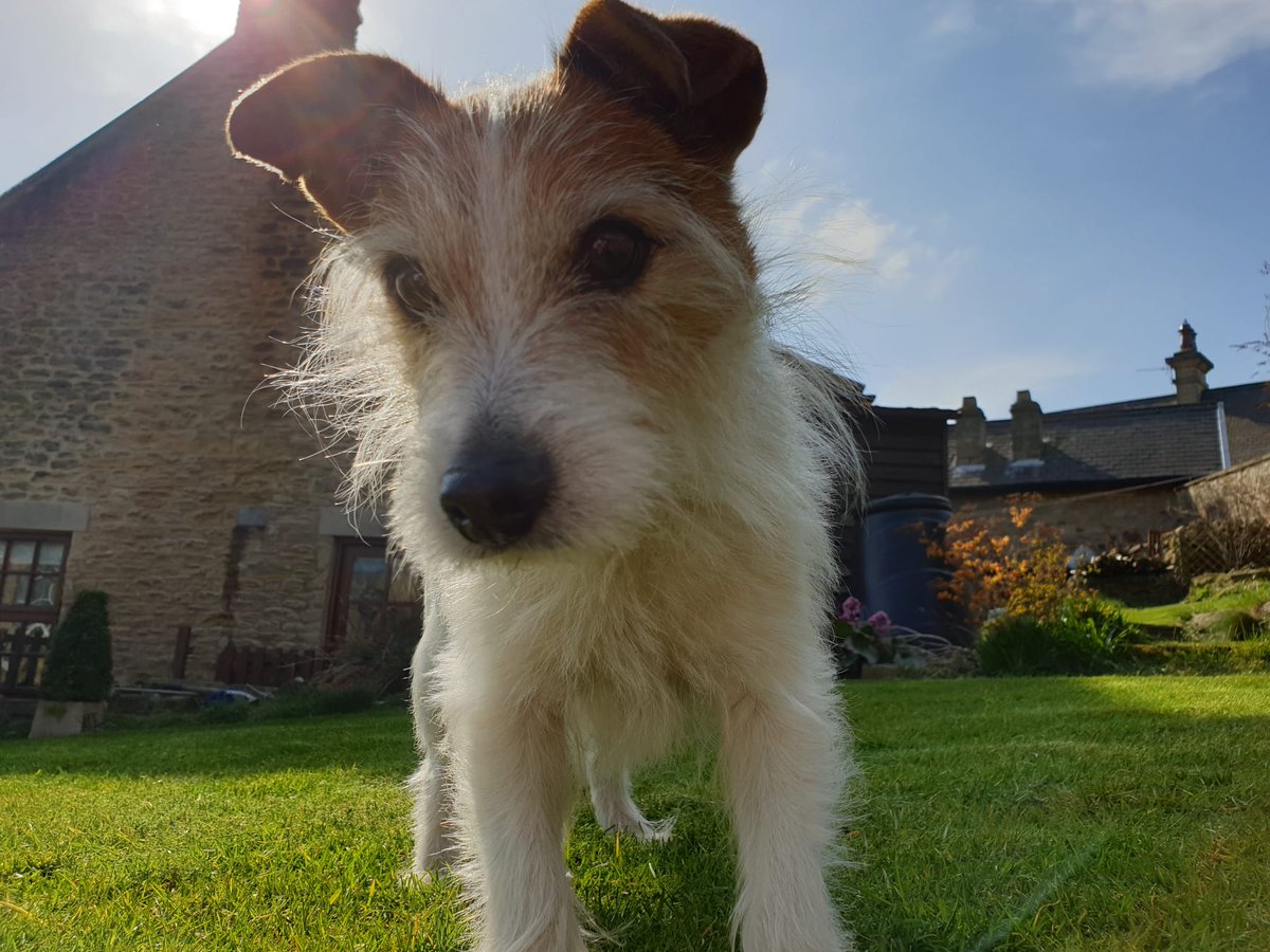 PaulPEsq's tweet photo. Said our final goodbye to this handsome fella this morning.
My heart is broken and full of thanks for the 15 years of joy he gave us.
Dylan 2008 - 2023 https://t.co/sm7VA9r27V