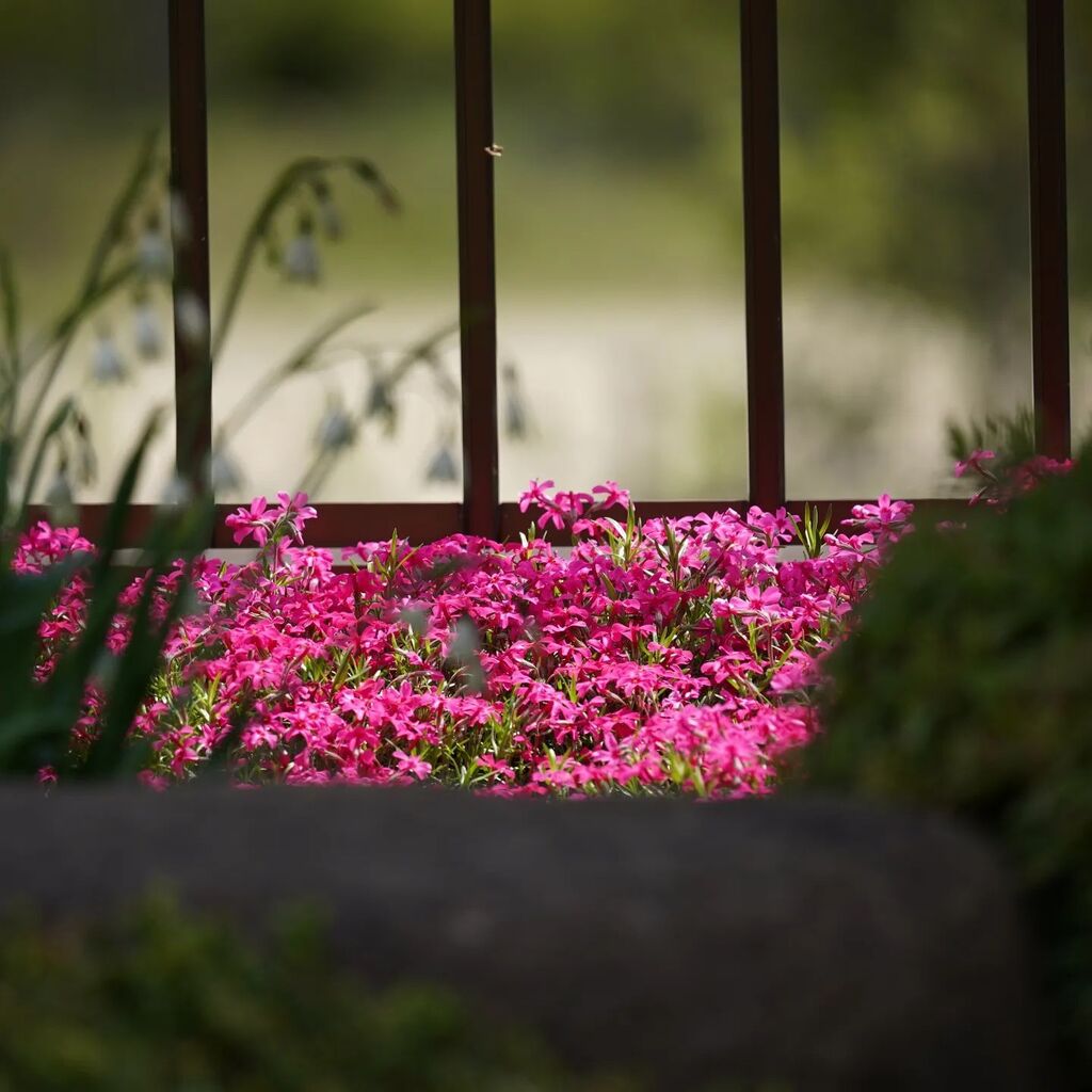 mat_endman's tweet photo. 風が強い一日でしたね。

わが家の芝桜もいい感じに咲いております。

#芝桜#六枚花弁 https://t.co/tf0DTcGd7f