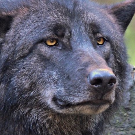 🌙Wolfy 🐺 tweet media