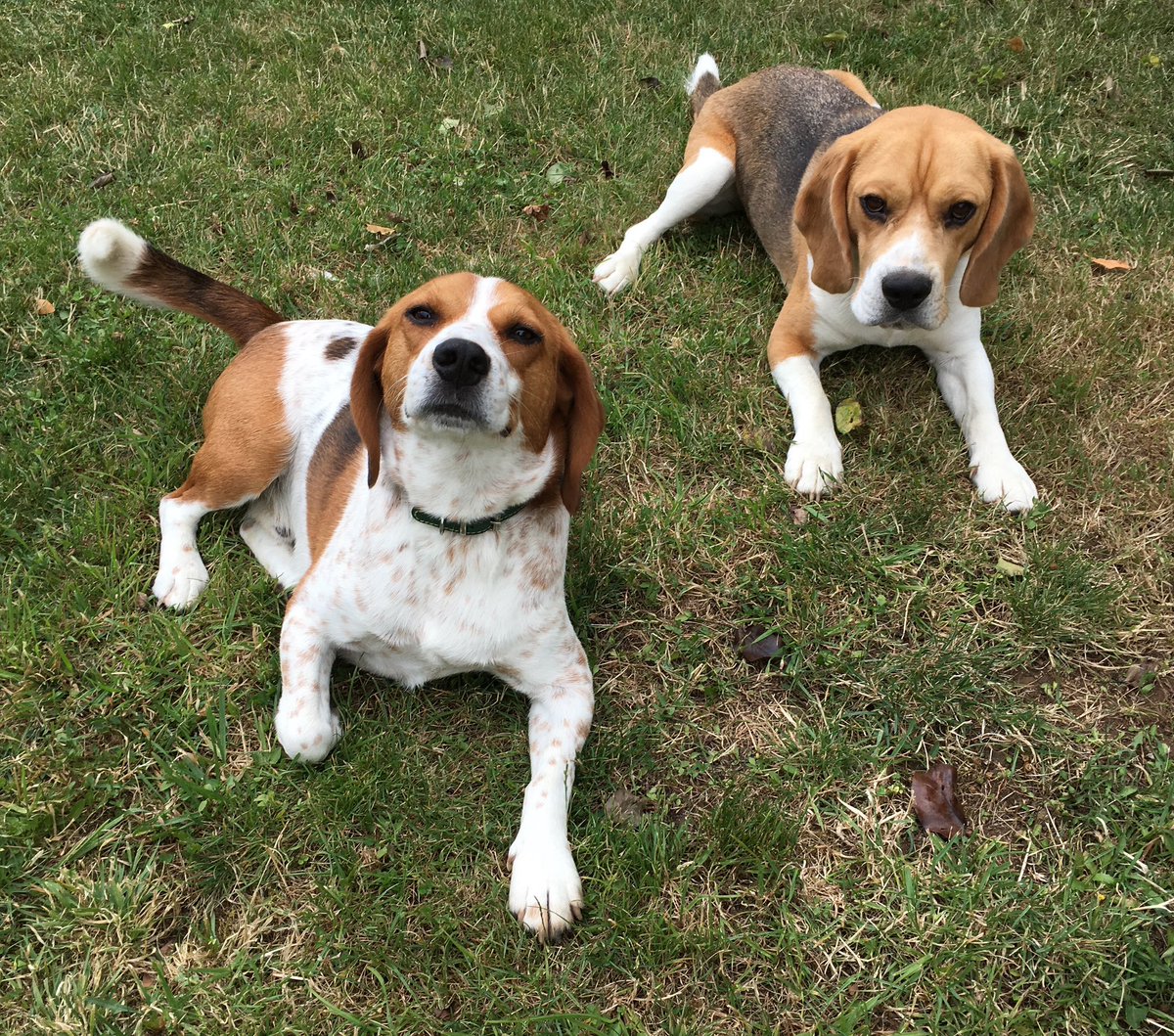 Beagle Bandit🐾🇫🇷 🇪🇺💙 tweet media