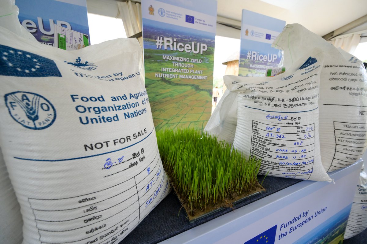 🧵 #RiceUp !
Full scope of the 4 million Euro (approximately 1.5 billion rupees) <a href="/FAO/">Food and Agriculture Organization</a> programme,funded by <a href="/EU_in_Sri_Lanka/">EU in Sri Lanka</a> aimed at boosting the quality &amp; productivity of #SriLanka's paddy cultivation sector launched today in #Hambanthota.

#HappeningNow #SLnews