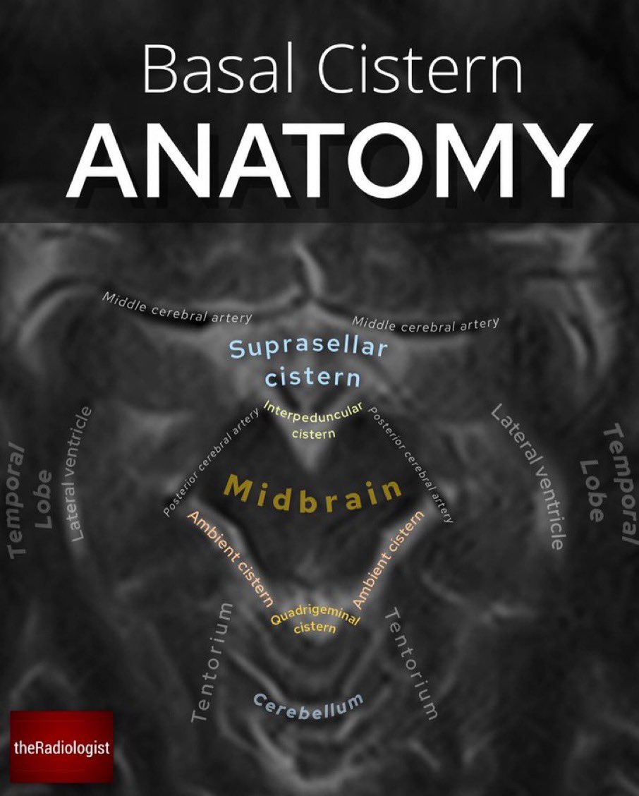 Oren Gottfried, MD on Twitter: "Basilar cisterns from @radiologistpage"