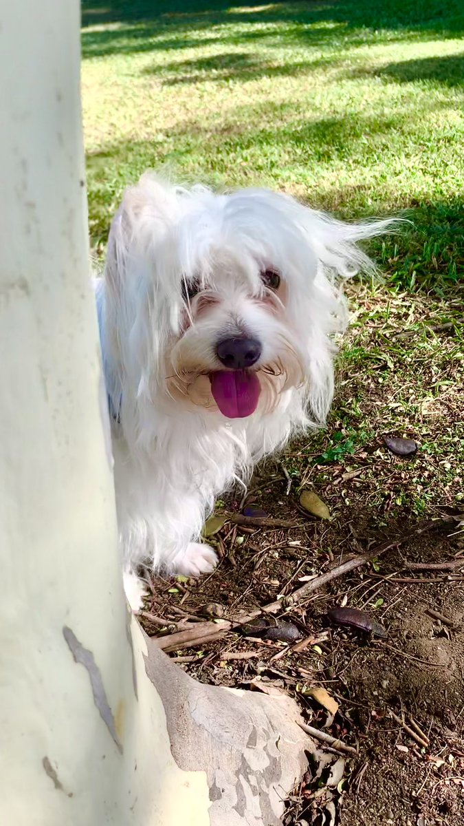 saltywavedog's tweet photo. Peekaboo! I see you π΄π
#saturdayvibes #saltywavedog #dogwalk #doggosdoingthings #dogsthatexplore #happydog #cutedog #dogsoftwitter https://t.co/QKcuXI1c8t