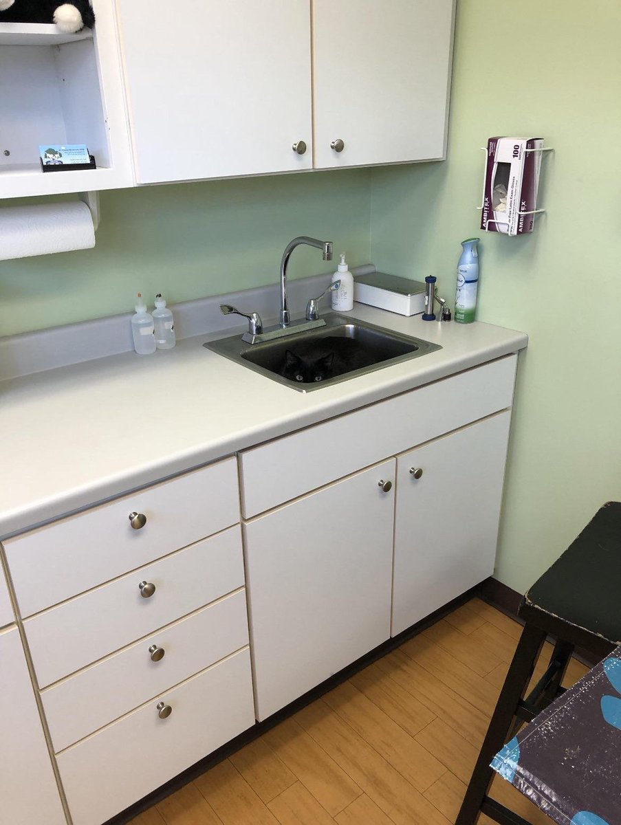 There is no cat in this image tweet media