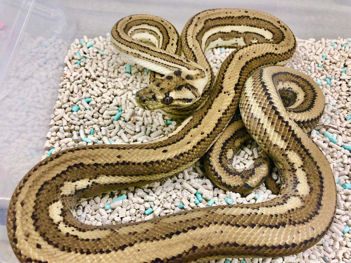 miyanosyouten's tweet image. UK便締め切り近いので深く楽しみたい方は是非よろしくお願いします。
もうマイコレオーダーしまくって機嫌が良いので破格の利率でやります^ ^
はい!今ビビる金額で見積り出しました❣️
#カーペットパイソン #ukpythons #ナイジェリアの同一犯