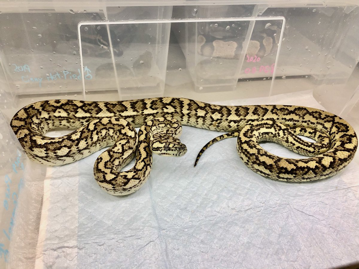 miyanosyouten's tweet image. UK便締め切り近いので深く楽しみたい方は是非よろしくお願いします。
もうマイコレオーダーしまくって機嫌が良いので破格の利率でやります^ ^
はい!今ビビる金額で見積り出しました❣️
#カーペットパイソン #ukpythons #ナイジェリアの同一犯