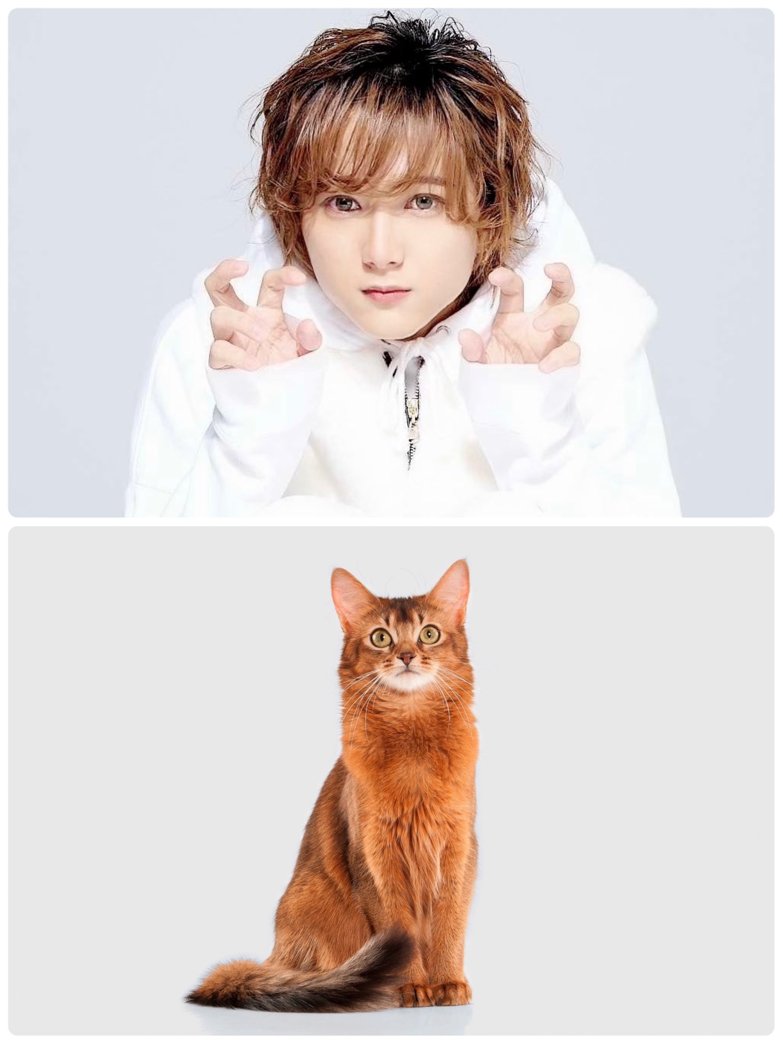 キャッテリア ドーシャ アクスタ ランブロ ミケ ソマリ（キャッテリア 