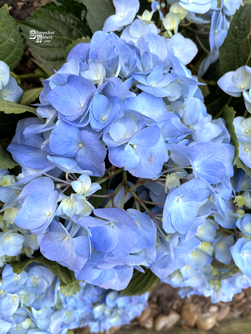 SharpshotNature's tweet photo. Sharpshot Nature .Com 02514-kathy-052357 French Hydrangea
Apple iPhone 12 Pro Max - ƒ/1.6 1/121 5.1mm ISO40 - Galveston, TX
https://t.co/8wBFpUbuuM
#sharpshotnature #frenchhydrangea #hydrangea #flower #plant #leaf #winter #nature #naturephotography #wildlife #wildlifephotography https://t.co/kGkcieEzFr