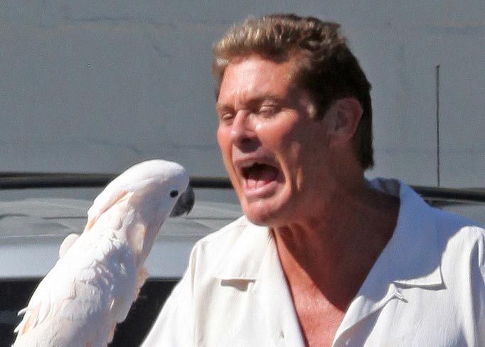 As this is my 10,000th tweet, I wanted to do something special but I couldn't think of anything so here's David Hasselhoff harassing a cockatoo.