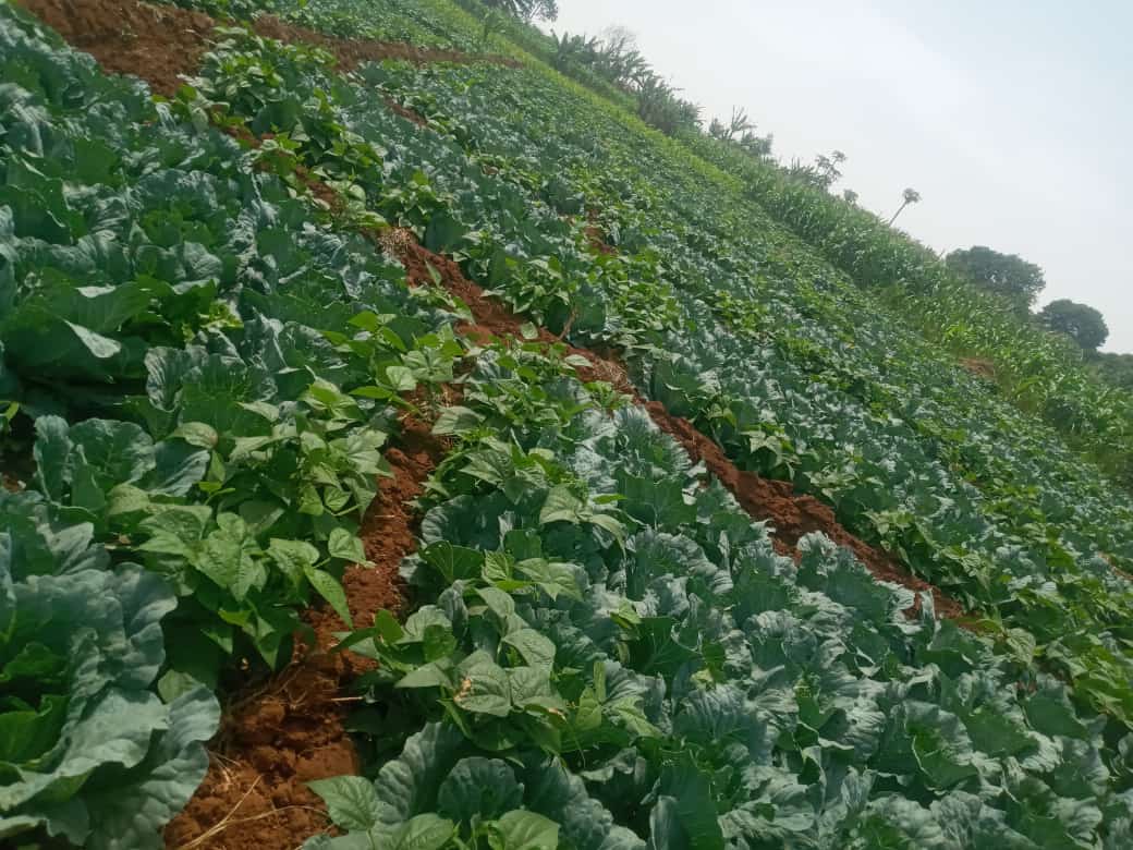 JangwokMan9070's tweet photo. Good afternoon @NigeriaGov
To my brethrens in the west this is how cabbage looks like in the farm....
#plateau weather too calm jare.
@abati1990 @pwajok_jane @GeorgeLambert_1 @DavidHundeyin @AreaFada1 @falzthebahdguy
#Middlebelt #middlebeltenlightenment #MiddleBeltNigeria https://t.co/5eeUPHjyHw