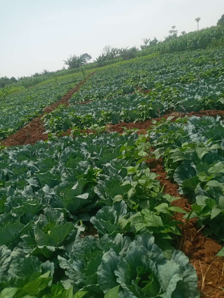 JangwokMan9070's tweet photo. Good afternoon @NigeriaGov
To my brethrens in the west this is how cabbage looks like in the farm....
#plateau weather too calm jare.
@abati1990 @pwajok_jane @GeorgeLambert_1 @DavidHundeyin @AreaFada1 @falzthebahdguy
#Middlebelt #middlebeltenlightenment #MiddleBeltNigeria https://t.co/5eeUPHjyHw