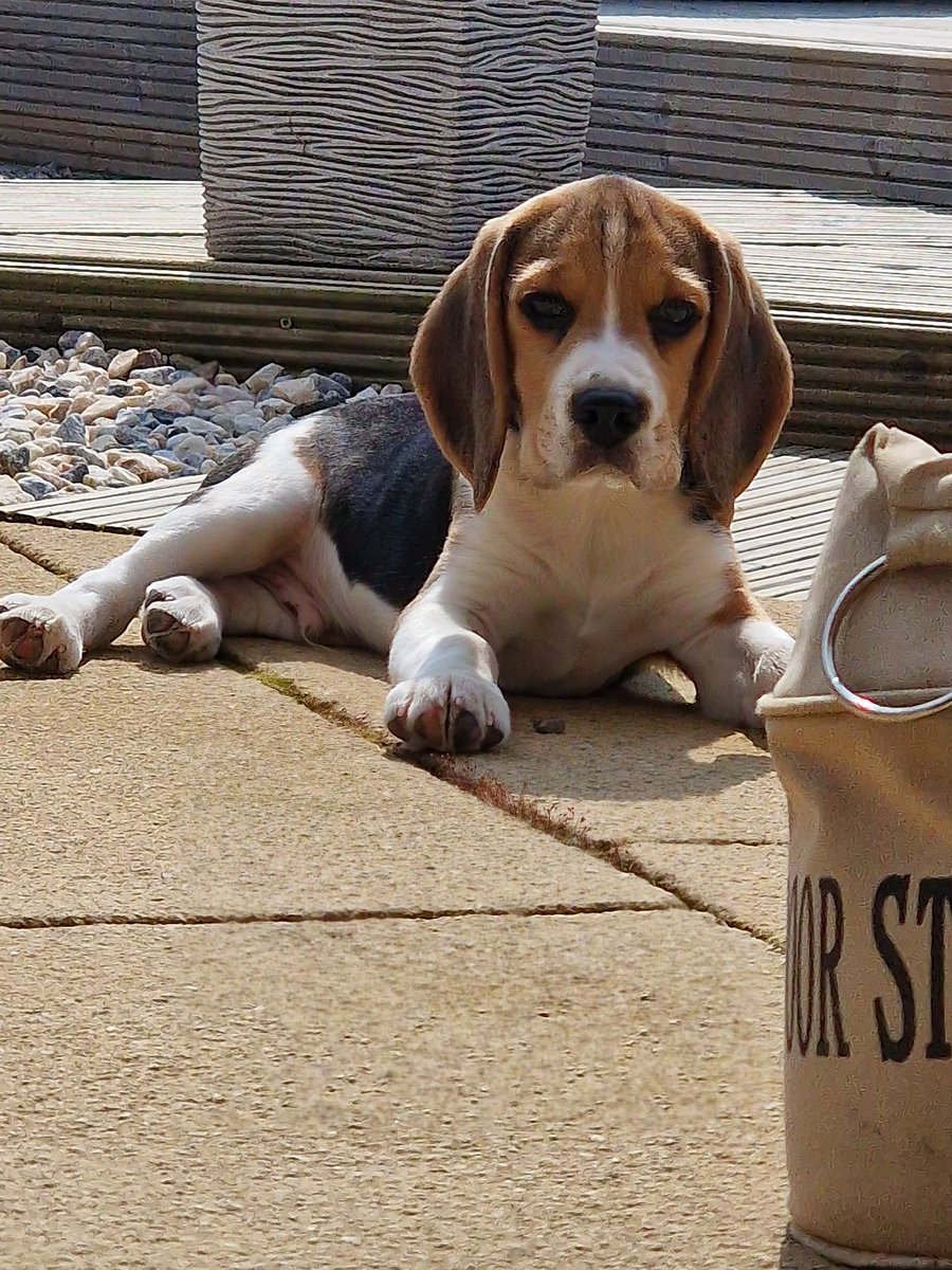 #NationalBeagleDay New to this Beagle thing, having so much fun 🤔🤔🤔🤔💜💜💜💜
