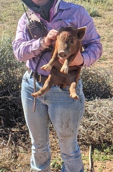 outbackabby's tweet photo. Piggy piggy https://t.co/VjxrSAKHHe