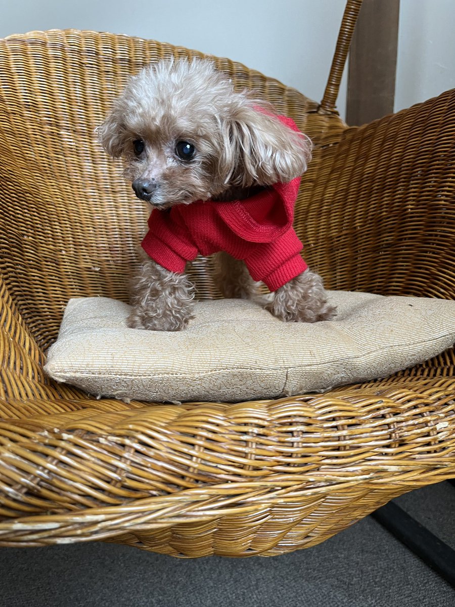 vaniranomama's tweet photo. チョコ🐶がんばってます！

#トイプードル 
#老犬 
#元気で長生き https://t.co/JC7DmvFEP0