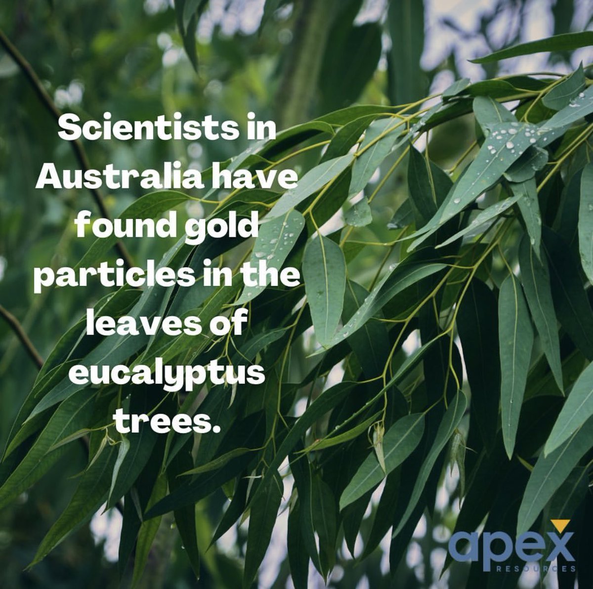 ApexresourcesTz's tweet photo. #goldneversleeps #goldfact #Saturday https://t.co/1nuvHrx6Ra