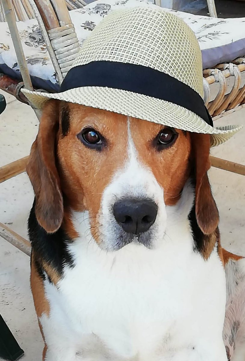 laPattiusca's tweet photo. #NationalBeagleDay https://t.co/0uI5w4AvUI