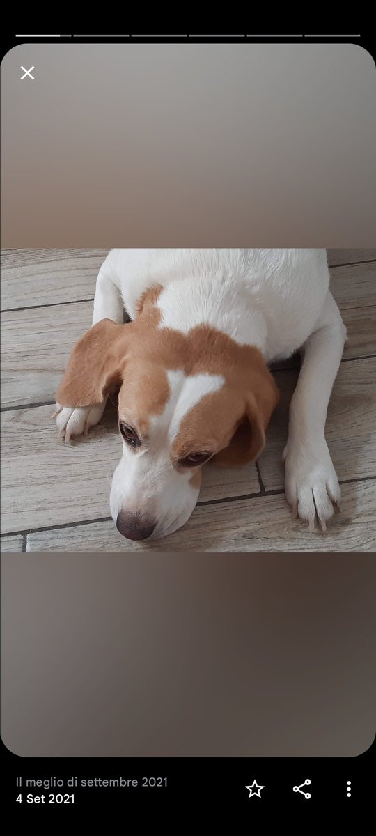 laPattiusca's tweet photo. #NationalBeagleDay https://t.co/0uI5w4AvUI