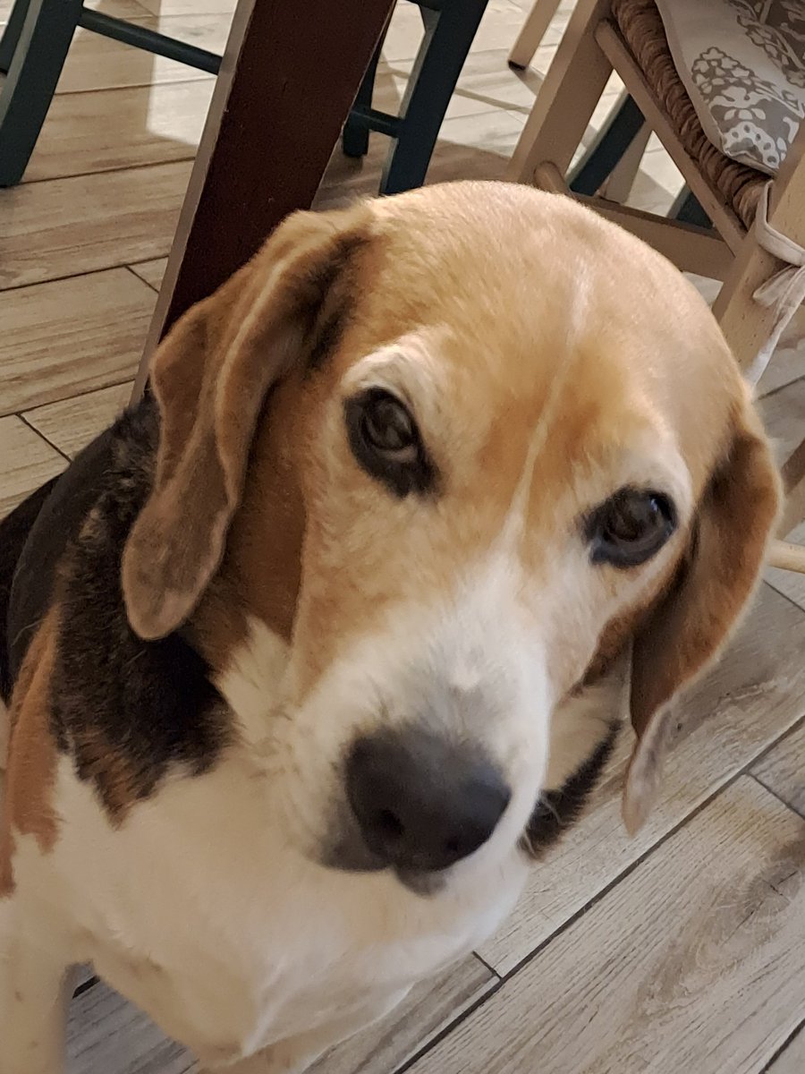 laPattiusca's tweet photo. #NationalBeagleDay https://t.co/0uI5w4AvUI