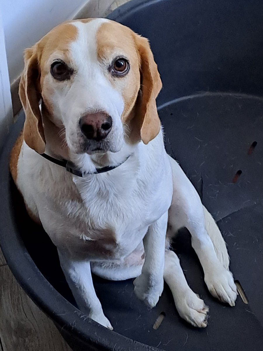 laPattiusca's tweet photo. #NationalBeagleDay https://t.co/0uI5w4AvUI