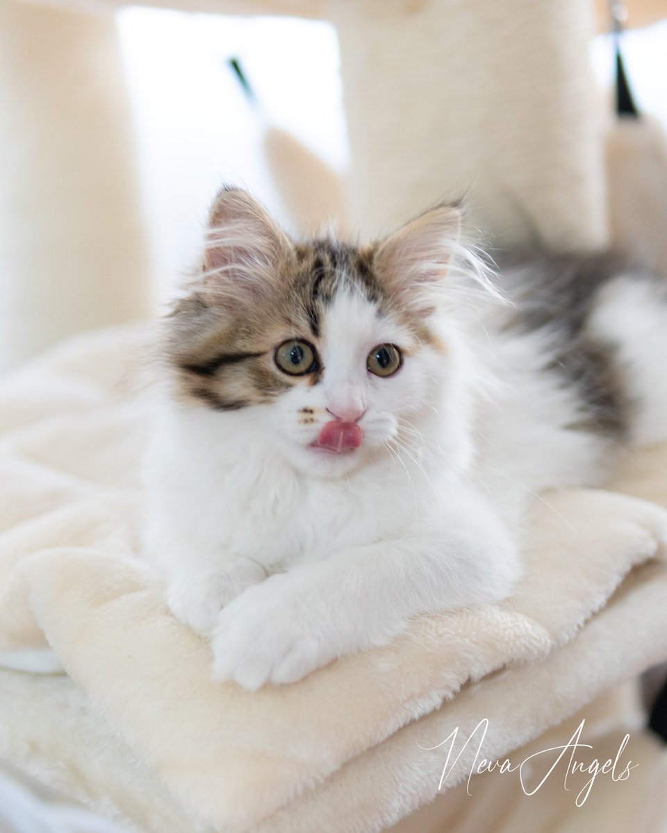 NevaAngelsCats's tweet photo. Something is tasty… 😉 https://t.co/NdhaAP2qvz