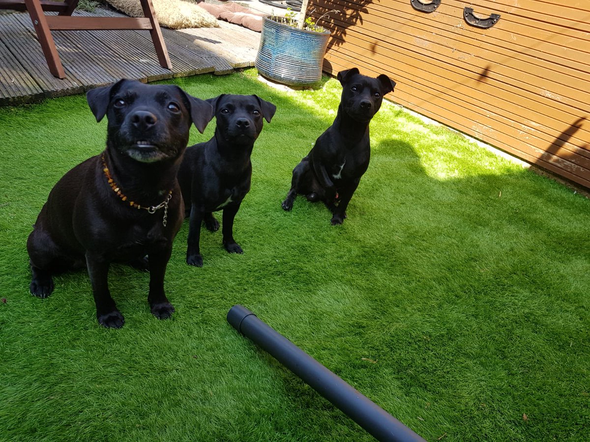 Lincoln_Patterdale_Terriers tweet media
