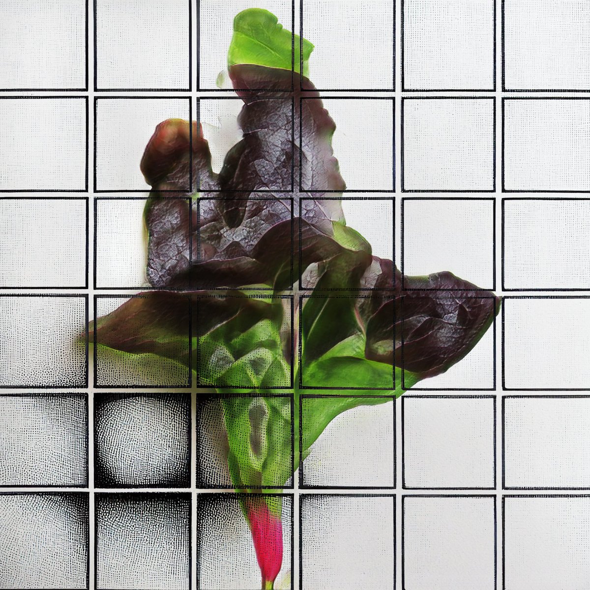 sssluke (@sssluke1) on Twitter photo Cassis Galerus <a href="/NeuralBricolage/">helena sarin</a>
See this series like a botanist's diary, investigating the structure of nature.
By melding the precision of geometric patterns with the fluidity of organic forms, the work considers how they co-exist + interact.
One of the best drops this year. Cassis Galerus <a href="/NeuralBricolage/">helena sarin</a>
See this series like a botanist's diary, investigating the structure of nature.
By melding the precision of geometric patterns with the fluidity of organic forms, the work considers how they co-exist + interact.
One of the best drops this year.