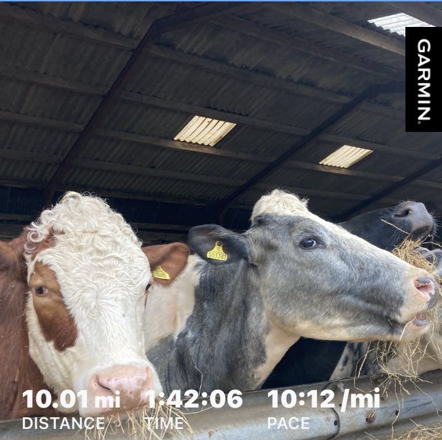 helsvarc's tweet photo. Start to the weekend with an easy plod out to see my friends ๐๐ฎ didnโt say much too busy munching ๐
Just to tonic I needed after a tough few days in the office ๐ซถ๐ป๐๐ผโโ๏ธ
And bluebells are nearly out to! ๐ #lovetrailrunning #cows #outsidetherapy #happyplace #mentalhealth https://t.co/TUg7VNno23