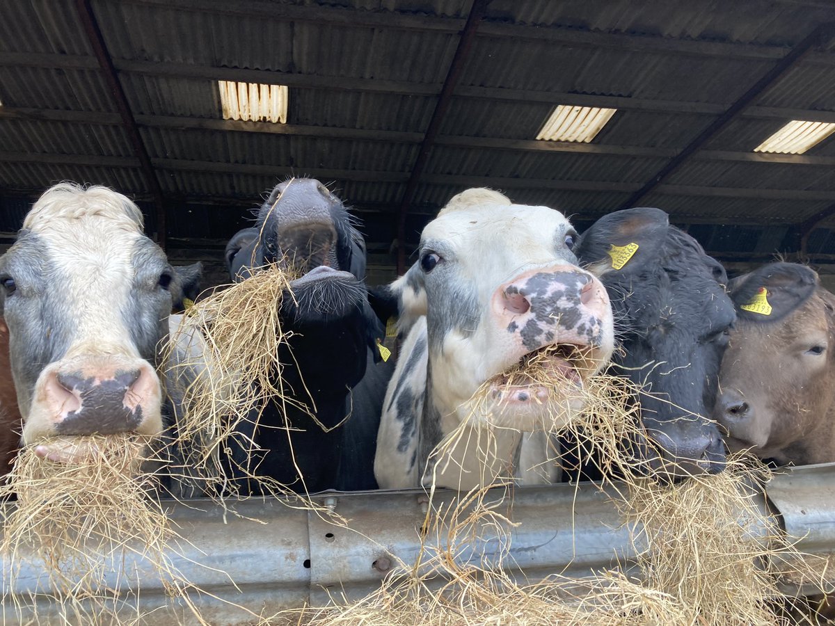 helsvarc's tweet photo. Start to the weekend with an easy plod out to see my friends ๐๐ฎ didnโt say much too busy munching ๐
Just to tonic I needed after a tough few days in the office ๐ซถ๐ป๐๐ผโโ๏ธ
And bluebells are nearly out to! ๐ #lovetrailrunning #cows #outsidetherapy #happyplace #mentalhealth https://t.co/TUg7VNno23