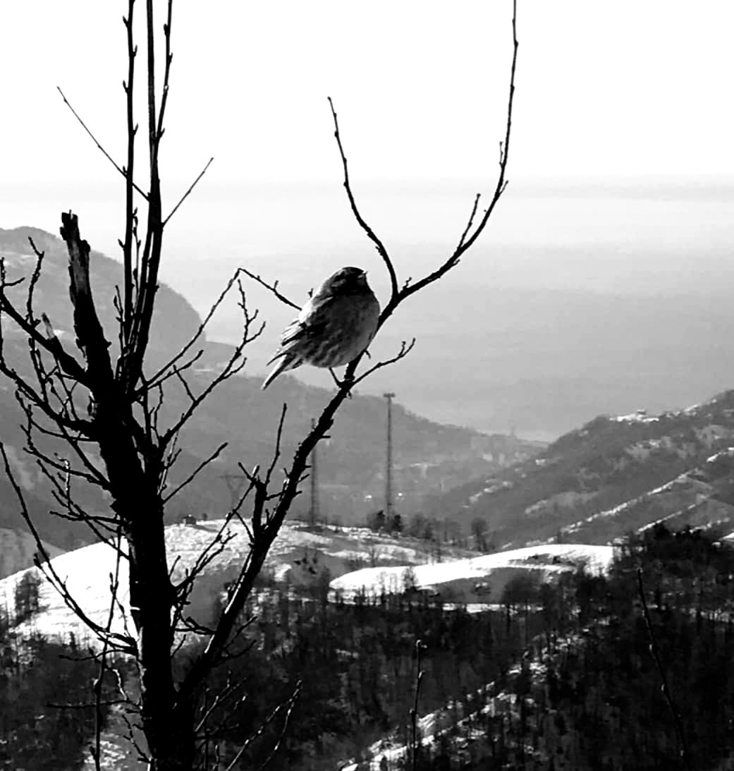 büyük dağ bülbülü