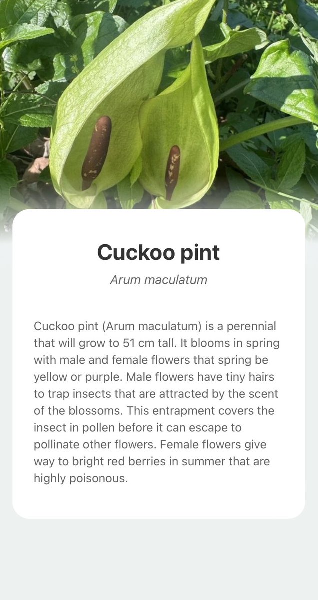 JonathanwhiteUK's tweet photo. @JamesDMuir Explore the wonderful world of nature and add Cuckoo pint into your plant collection with the smart plant identifier app —— PictureThis! https://t.co/9yxXgL6TIe https://t.co/1W3LX5bZJ6