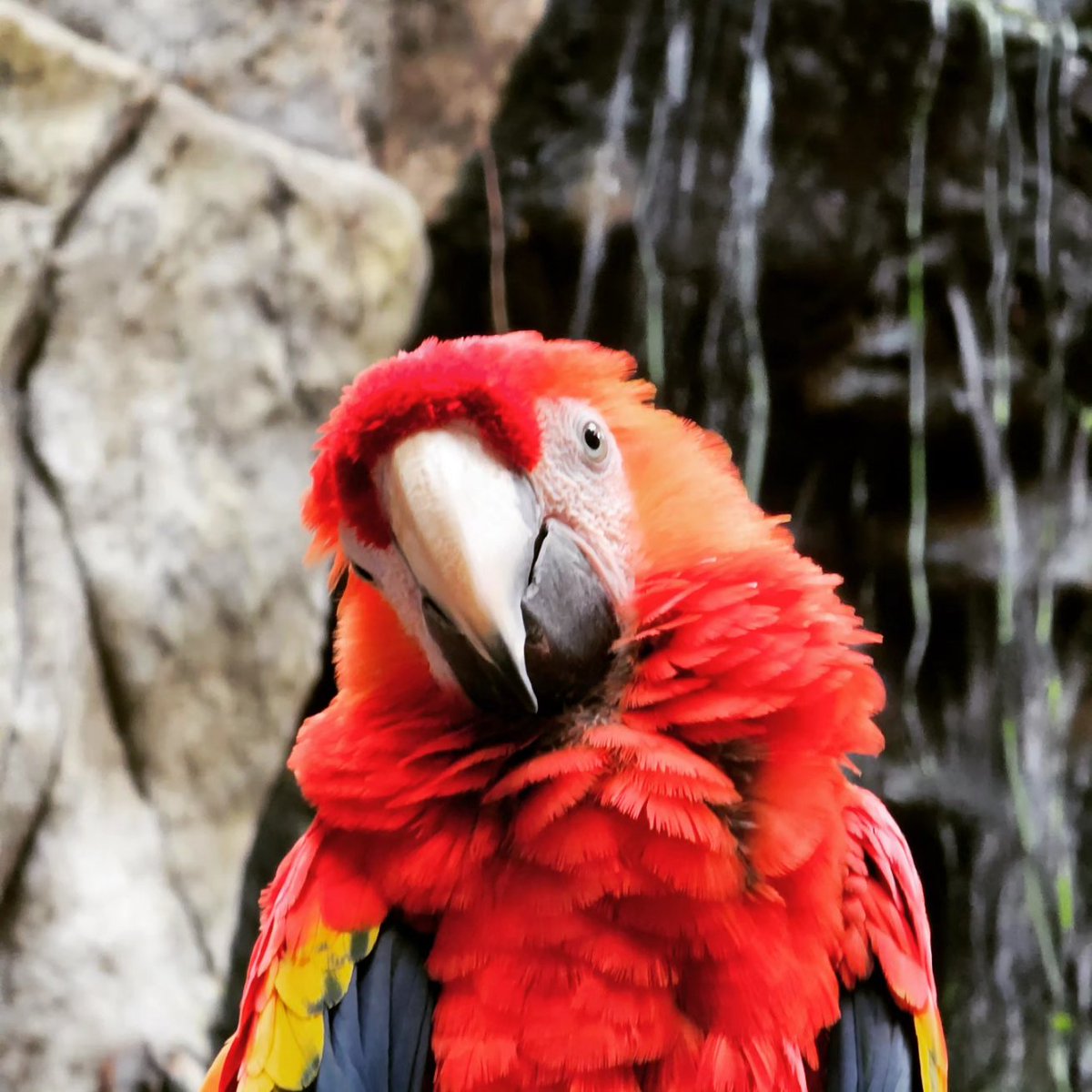 mc_xanthe's tweet photo. I made an extra special friend at the aquarium! pt.1 #aquaplanetilsan #aquaplanet #ilsan #parrot #cute #animal #friend #photography https://t.co/ODA9IIrxKr