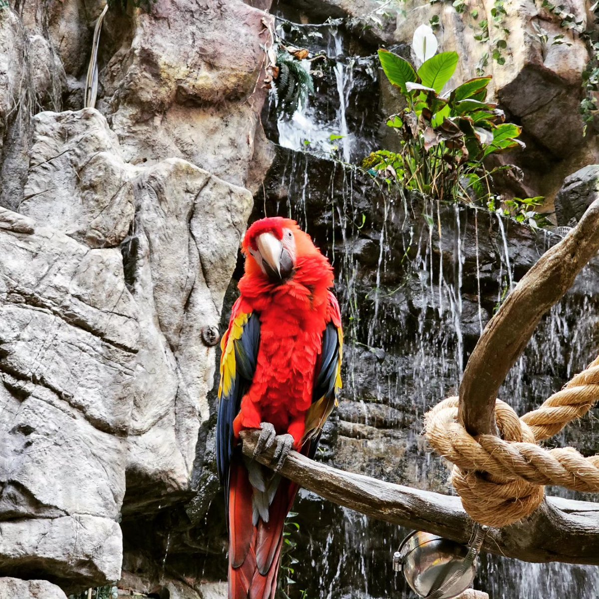 mc_xanthe's tweet photo. I made an extra special friend at the aquarium! pt.1 #aquaplanetilsan #aquaplanet #ilsan #parrot #cute #animal #friend #photography https://t.co/ODA9IIrxKr