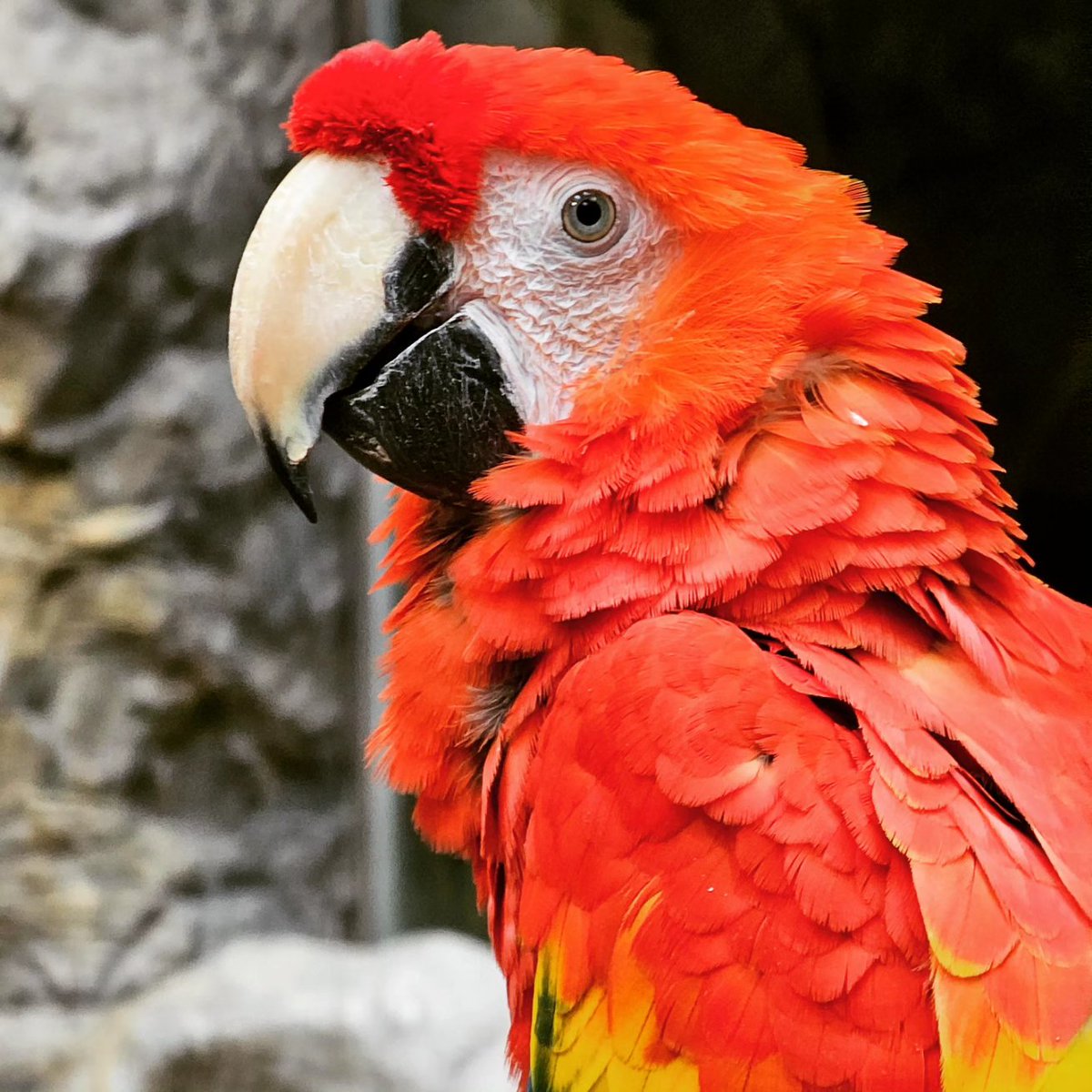 mc_xanthe's tweet photo. I made an extra special friend at the aquarium! pt.2 #aquaplanetilsan #aquaplanet #ilsan #parrot #cute #animal #friend #photography https://t.co/8Hk34DgMTk