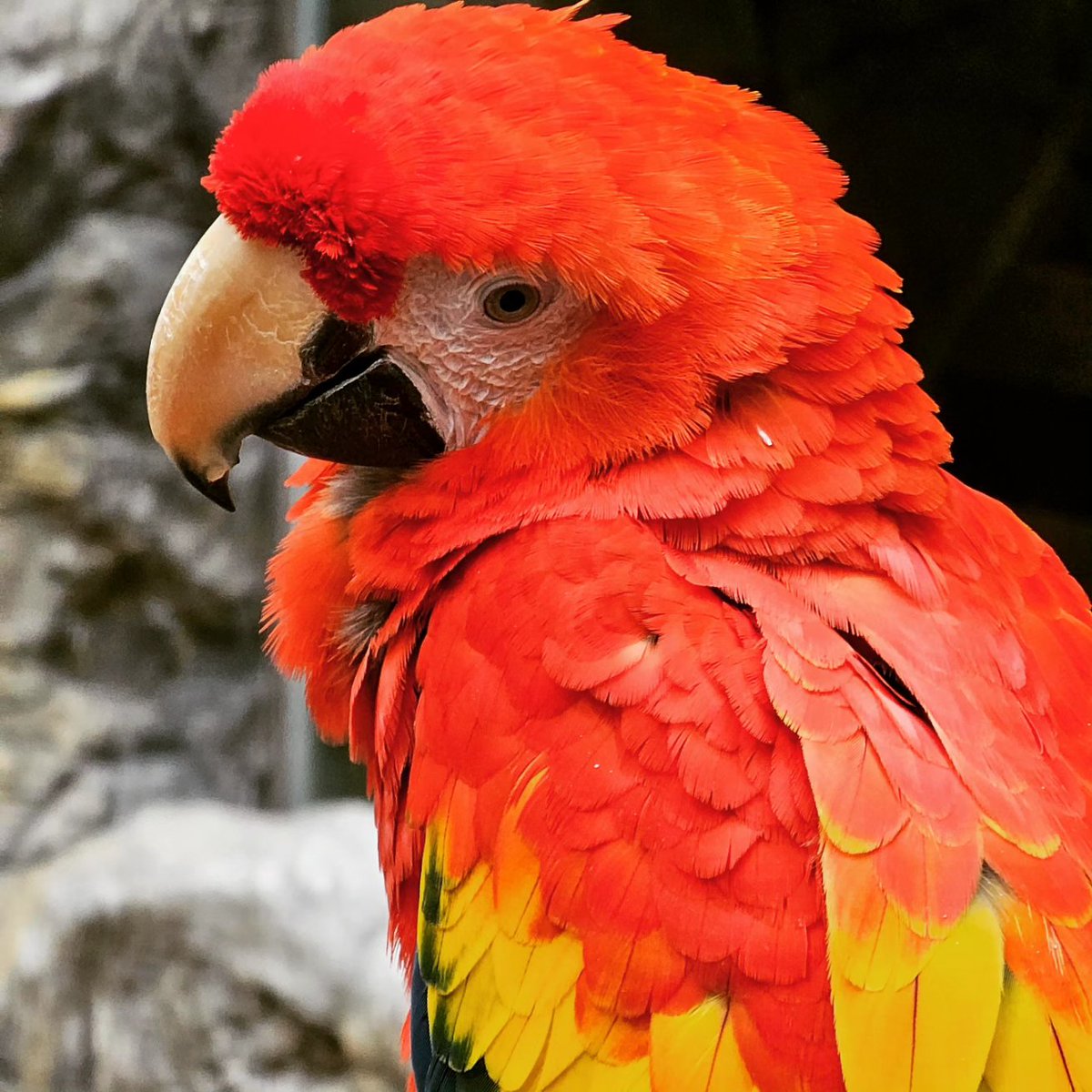 mc_xanthe's tweet photo. I made an extra special friend at the aquarium! pt.2 #aquaplanetilsan #aquaplanet #ilsan #parrot #cute #animal #friend #photography https://t.co/8Hk34DgMTk
