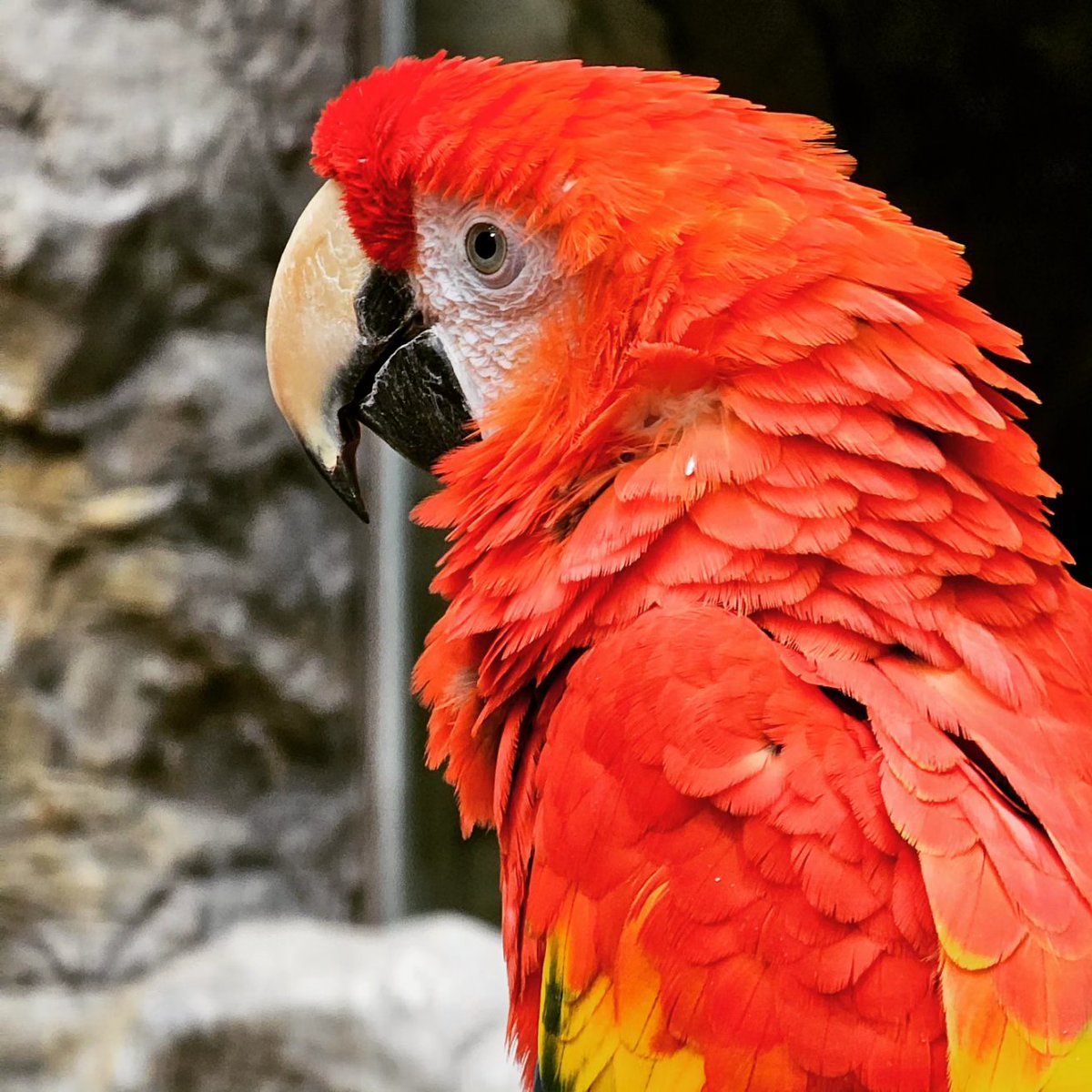 mc_xanthe's tweet photo. I made an extra special friend at the aquarium! pt.2 #aquaplanetilsan #aquaplanet #ilsan #parrot #cute #animal #friend #photography https://t.co/8Hk34DgMTk