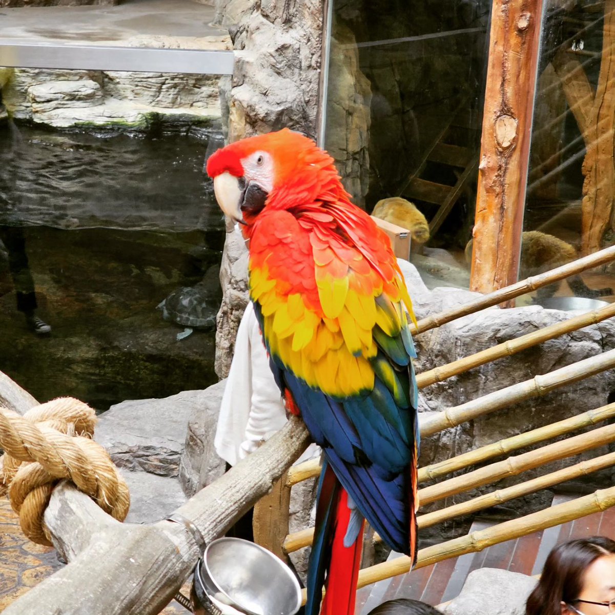 mc_xanthe's tweet photo. I made an extra special friend at the aquarium! pt.2 #aquaplanetilsan #aquaplanet #ilsan #parrot #cute #animal #friend #photography https://t.co/8Hk34DgMTk