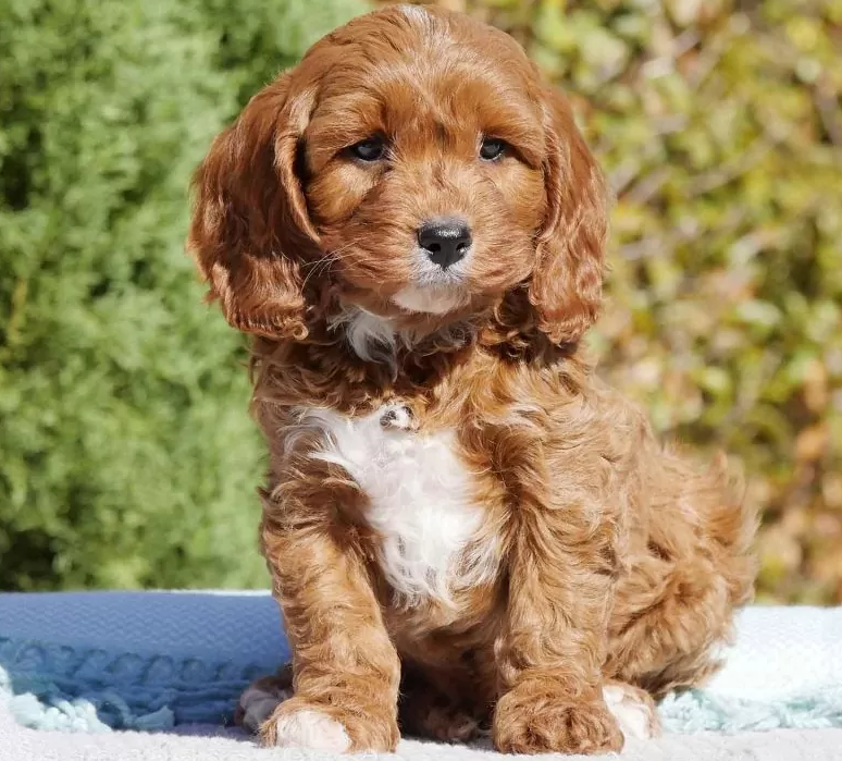 cameronia9's tweet photo. New puppy joined the clan 🐶🐶 Fergus https://t.co/RY3iKSc9oj